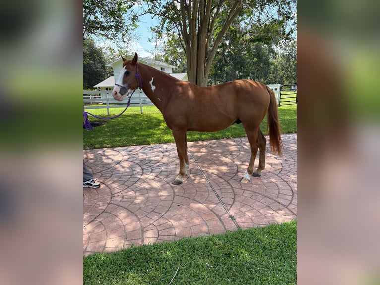 Selle Français Mix Gelding 12 years 15 hh Chestnut in Richmond, TX