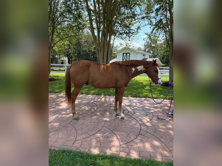 Selle Français Mix Gelding 12 years 15 hh Chestnut in Richmond, TX