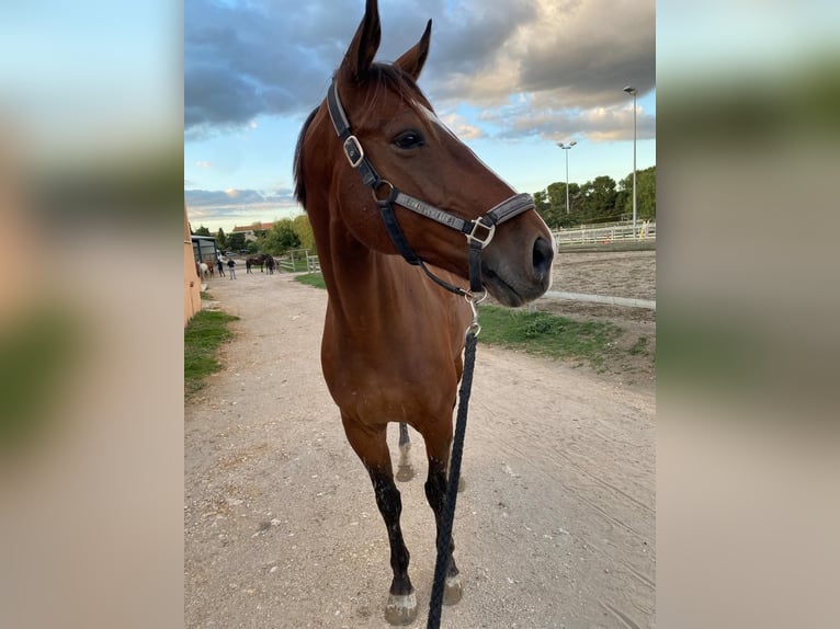 Selle Français Gelding 12 years 16.2 hh Brown in Gignac-la-Nerthe
