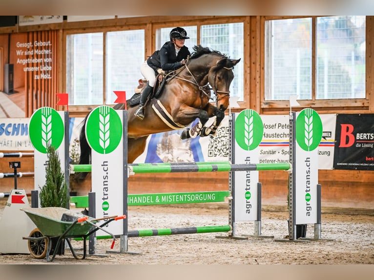 Selle Français Gelding 12 years 16.2 hh Brown in Bettwiesen