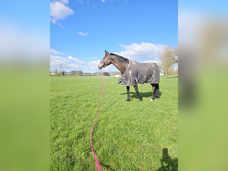 Selle Français Gelding 12 years 16.3 hh Brown in Ljubljana