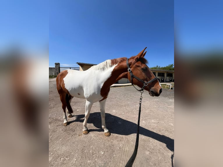 Selle Français Gelding 12 years 16.3 hh  in Fontenay-Trésigny