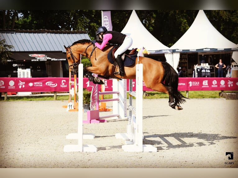 Selle Français Gelding 12 years 16 hh Brown in La puisaye