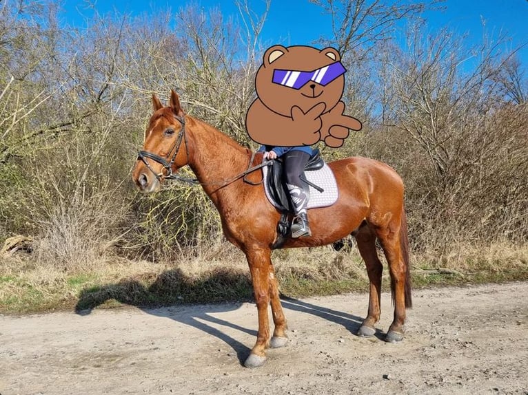 Selle Français Gelding 12 years 16 hh Chestnut-Red in Dannstadt-Schauernheim