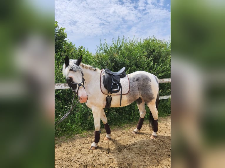 Selle Français Gelding 12 years 16 hh Pinto in Rennerod