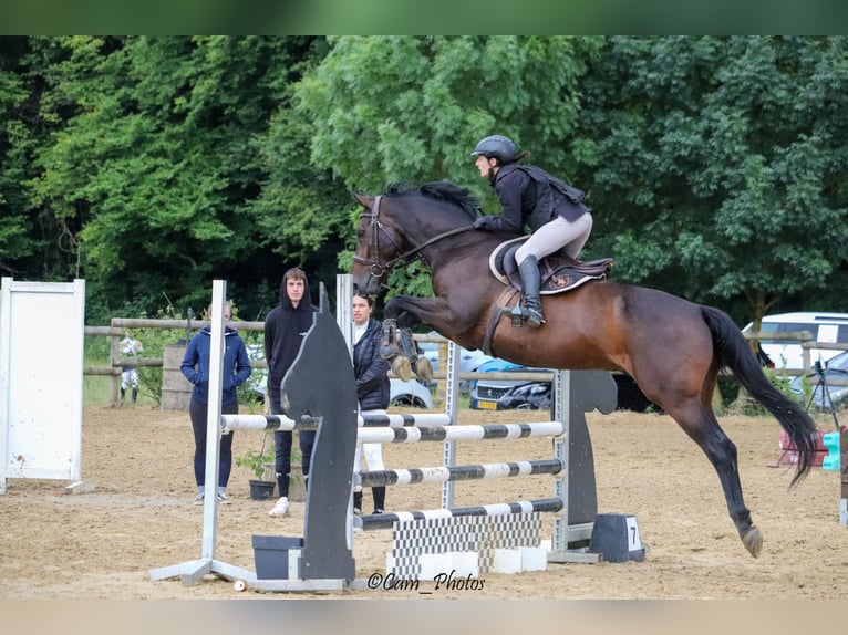 Selle Français Gelding 12 years 16 hh Smoky-Black in Leyr