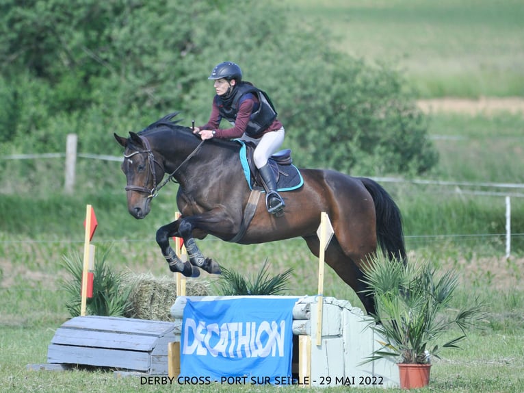 Selle Français Gelding 12 years 16 hh Smoky-Black in Leyr