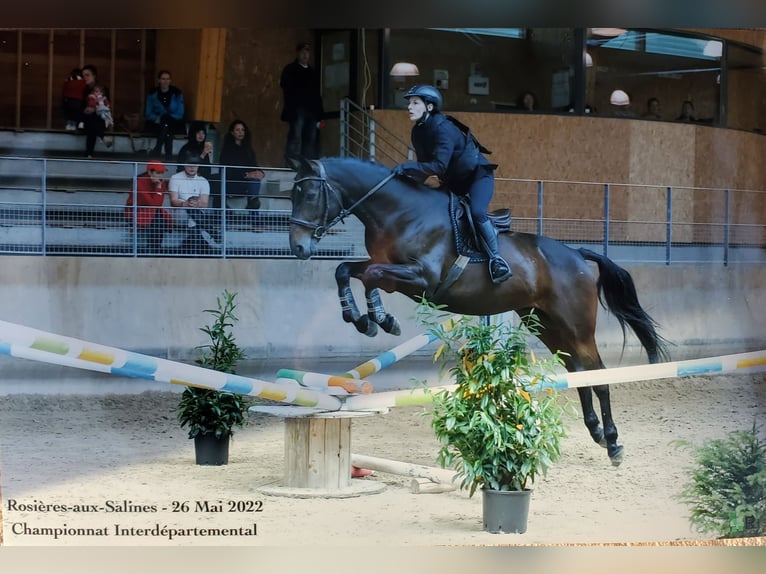 Selle Français Gelding 12 years 16 hh Smoky-Black in Leyr