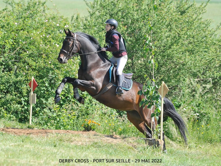 Selle Français Gelding 12 years 16 hh Smoky-Black in Leyr