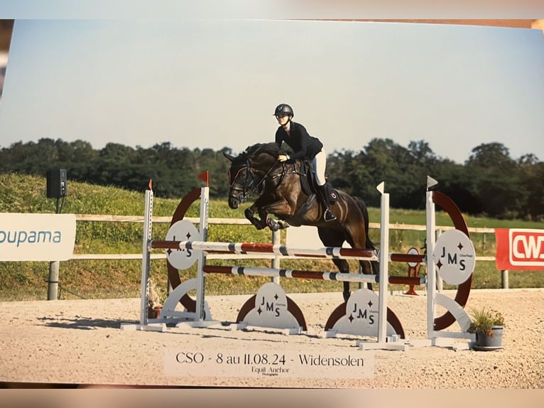 Selle Français Gelding 12 years 16,1 hh Black in Bas Rhin