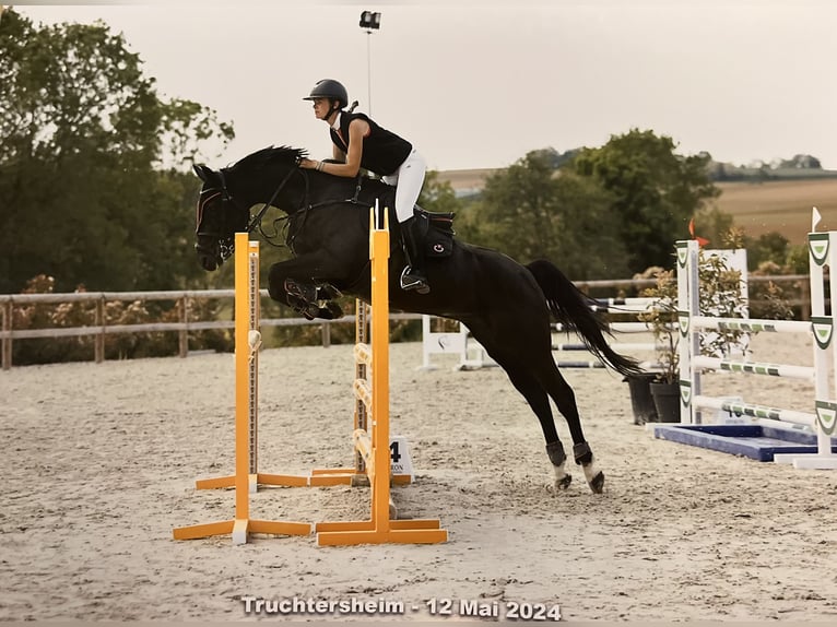 Selle Français Gelding 12 years 16,1 hh Black in Bas Rhin