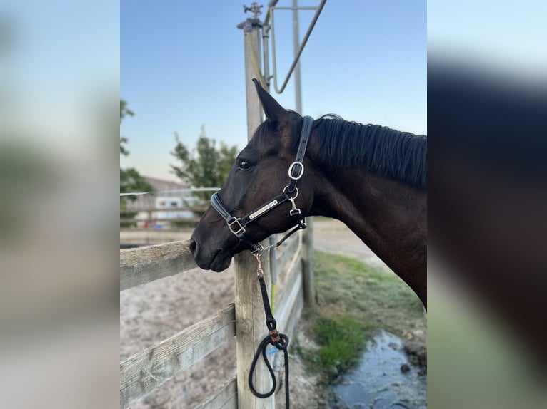 Selle Français Gelding 12 years 16,1 hh Black in Bas Rhin