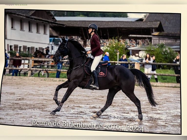 Selle Français Gelding 12 years 16,1 hh Black in Bas Rhin