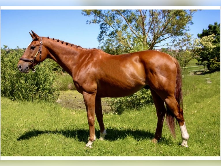 Selle Français Gelding 12 years 16,2 hh Chestnut-Red in POLLIONNAY
