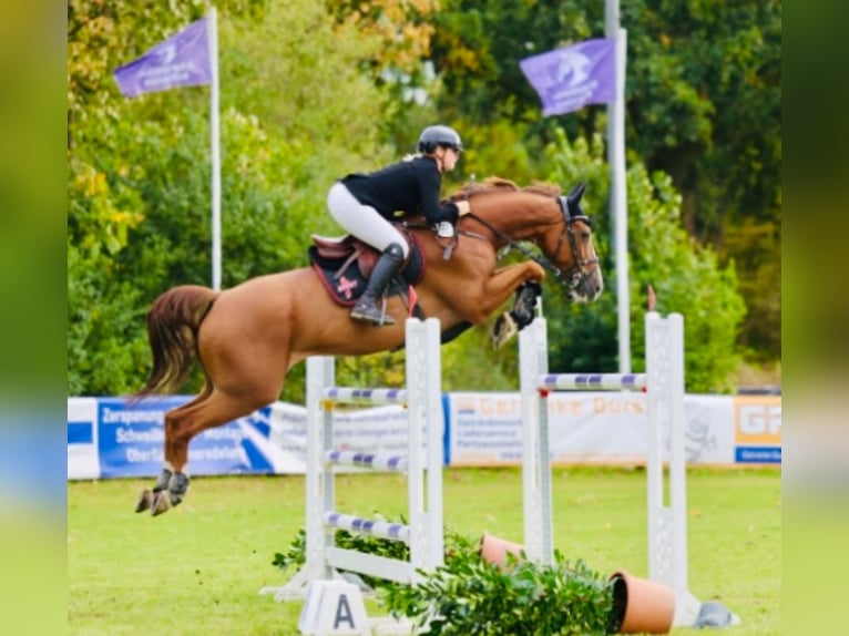Selle Français Gelding 12 years 16,2 hh Chestnut-Red in ZevenHeeslingen Selle Français Gelding 12 years 16,2 hh Chestnut-Red in ZevenHeeslingen