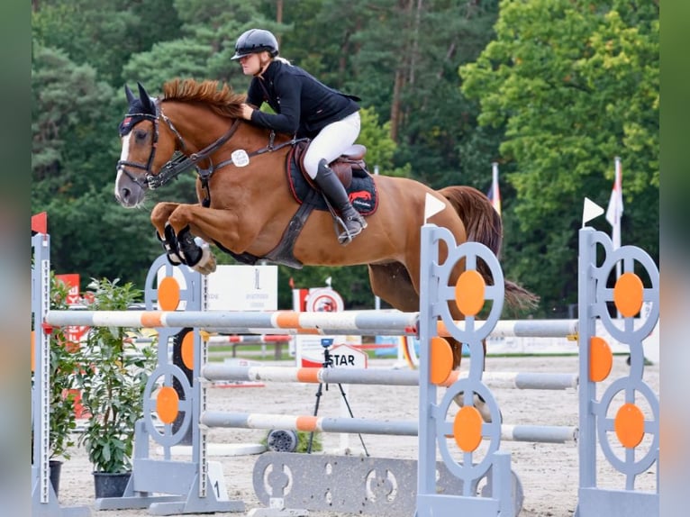 Selle Français Gelding 12 years 16,2 hh Chestnut-Red in ZevenHeeslingen
