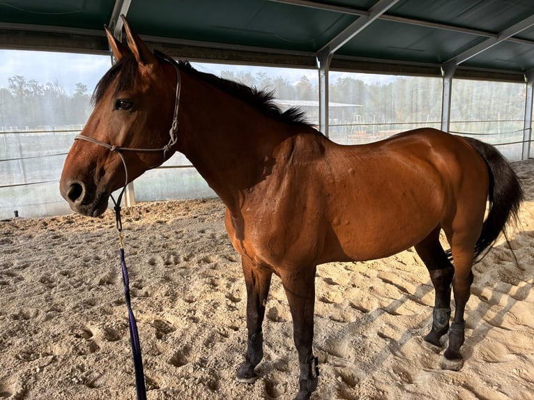 Selle Français Gelding 12 years 17 hh Brown in gattinara