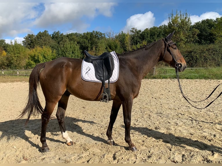 Selle Français Gelding 12 years 17 hh Brown in Saint Thomas