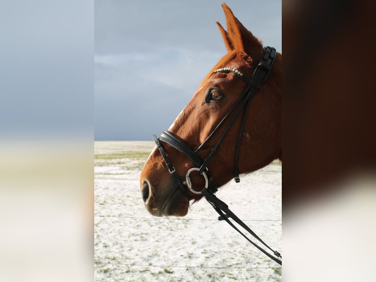 Selle Français Gelding 12 years 17 hh Chestnut-Red in Eigeltingen