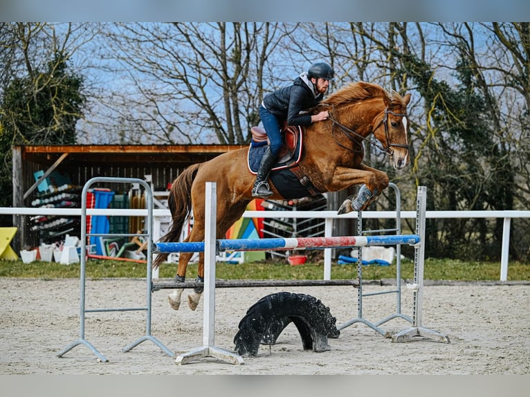 Selle Français Gelding 12 years 17 hh Chestnut-Red in Clermont-Ferrand