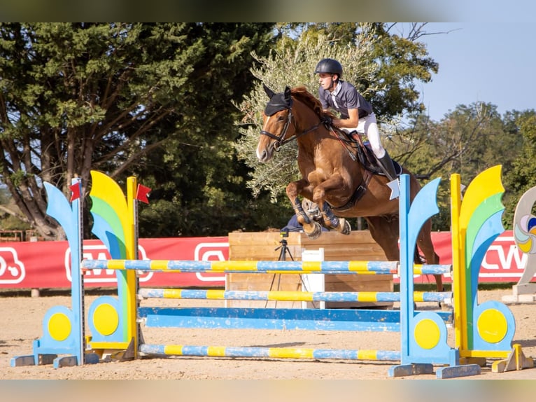Selle Français Gelding 12 years 17 hh Chestnut-Red in Clermont-Ferrand
