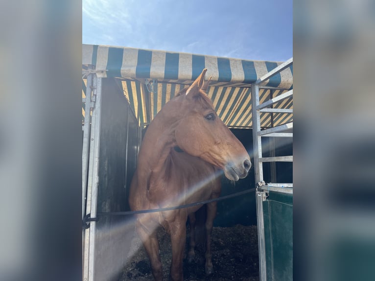 Selle Français Gelding 12 years 17 hh Chestnut-Red in Viladecans