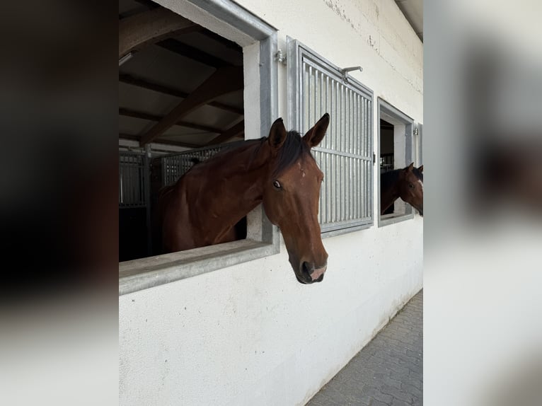 Selle Français Gelding 12 years 17,1 hh Brown in Marienhausen
