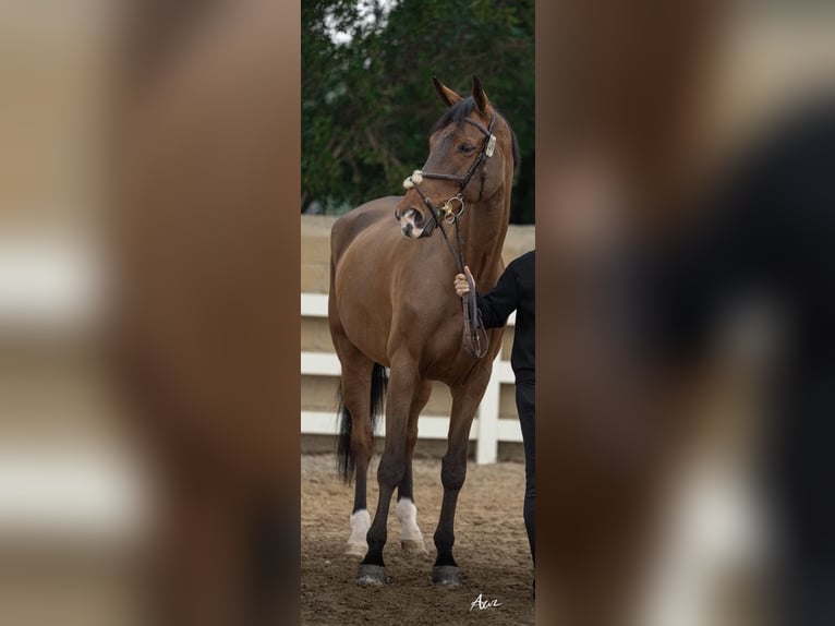 Selle Français Gelding 12 years 17,1 hh Brown in Marienhausen