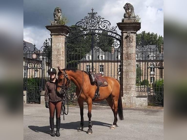 Selle Français Gelding 13 years 15,3 hh Brown-Light in Le Pertre