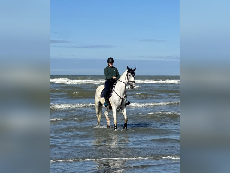 Selle Français Gelding 13 years 15,3 hh Gray in Pfaffenhoffen