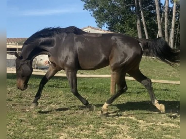 Selle Français Gelding 13 years 16.1 hh Bay-Dark in Ribaute-les-Tavernes