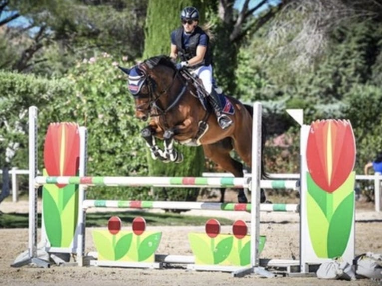 Selle Français Gelding 13 years 16.1 hh Bay-Dark in Ribaute-les-Tavernes