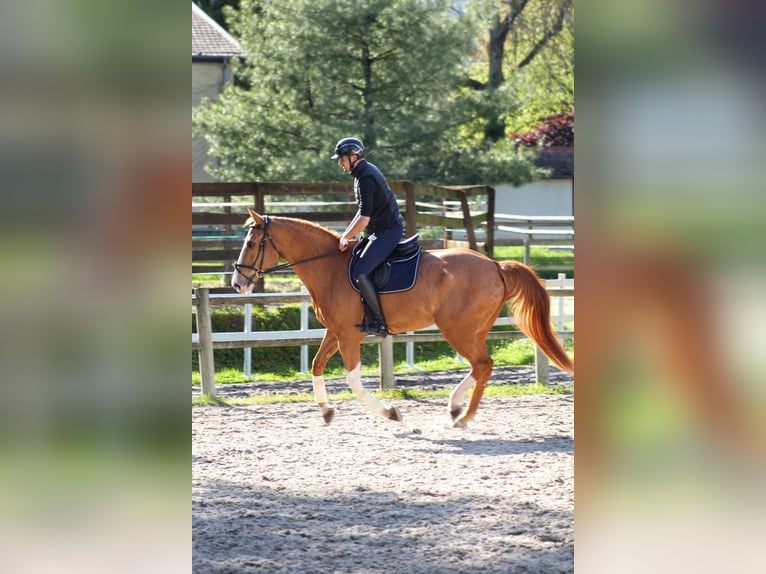Selle Français Gelding 13 years 16,1 hh Chestnut-Red in Mulhouse