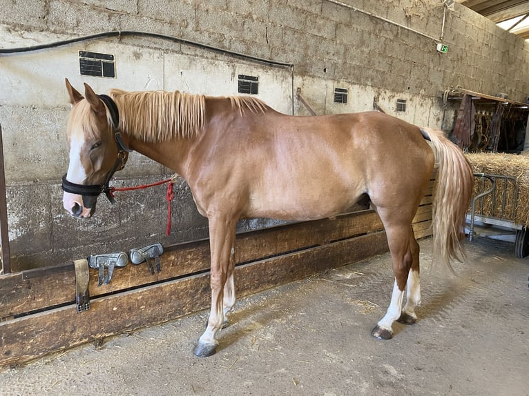 Selle Français Gelding 13 years 16,1 hh Chestnut-Red in Valence