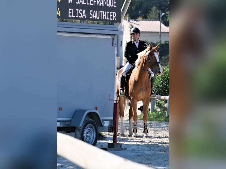 Selle Français Gelding 13 years 16,1 hh Chestnut-Red in Valence