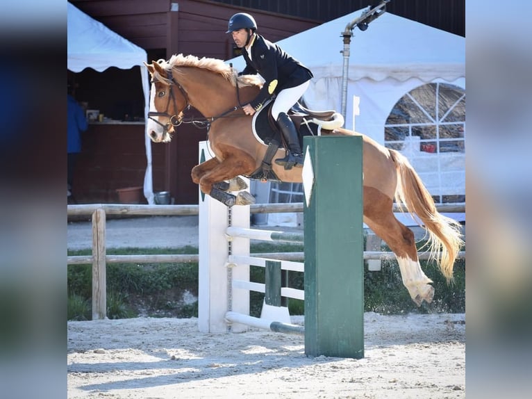 Selle Français Gelding 13 years 16,1 hh Chestnut-Red in Valence