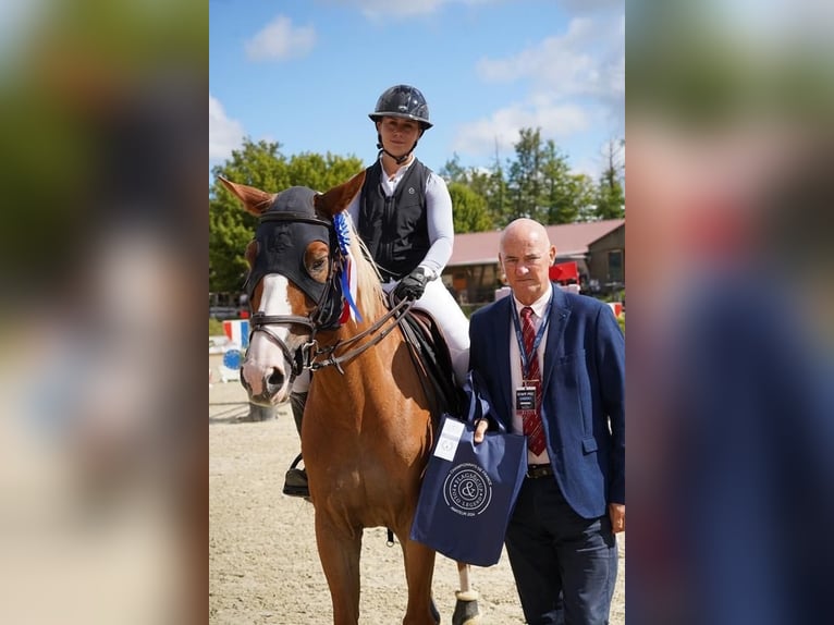 Selle Français Gelding 13 years 16,1 hh Chestnut-Red in Valence