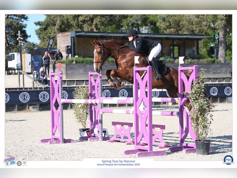 Selle Français Gelding 13 years 16,1 hh Chestnut in Esclavelles