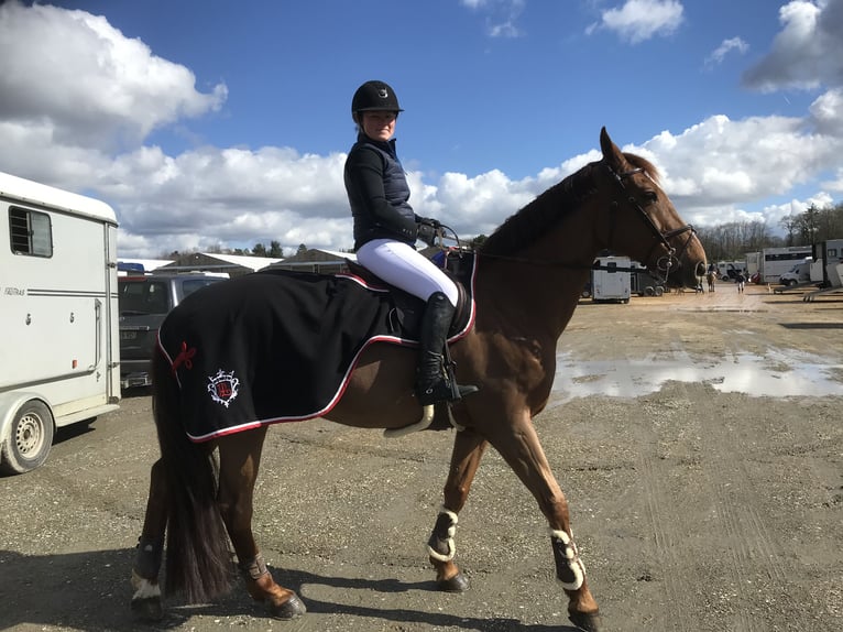 Selle Français Gelding 13 years 16,1 hh Chestnut in Esclavelles