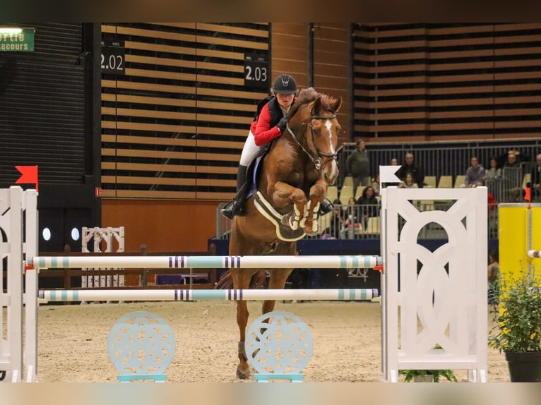 Selle Français Gelding 13 years 16,1 hh Chestnut in Esclavelles