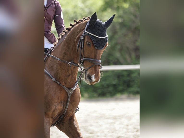 Selle Français Gelding 13 years 16,1 hh Chestnut in Mörstadt