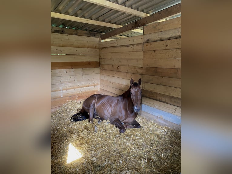 Selle Français Gelding 13 years 16,1 hh Chestnut in Mörstadt