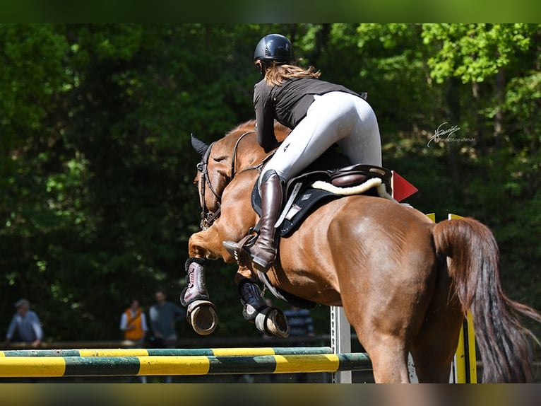 Selle Français Gelding 13 years 16,1 hh Chestnut in Mörstadt