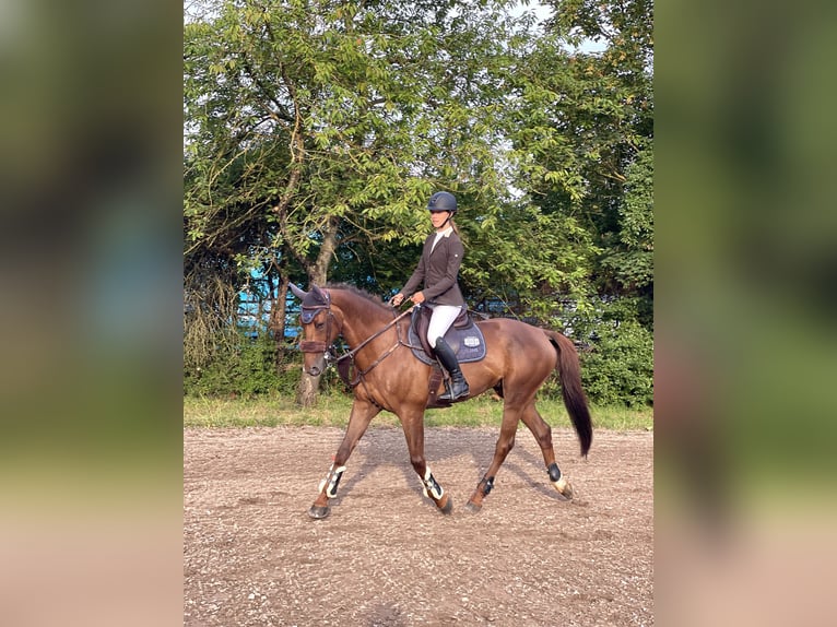 Selle Français Gelding 13 years 16,1 hh Chestnut in Mörstadt