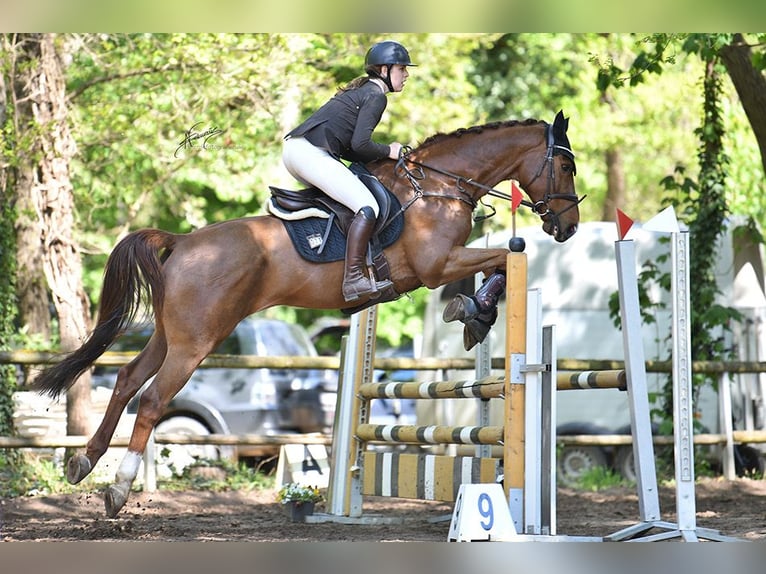 Selle Français Gelding 13 years 16,1 hh Chestnut in Mörstadt