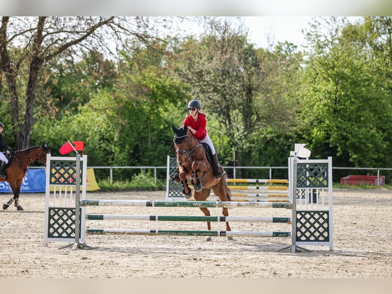 Selle Français Gelding 13 years 16,1 hh Chestnut in Mörstadt