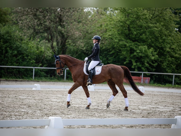 Selle Français Gelding 13 years 16,1 hh Chestnut in Mörstadt