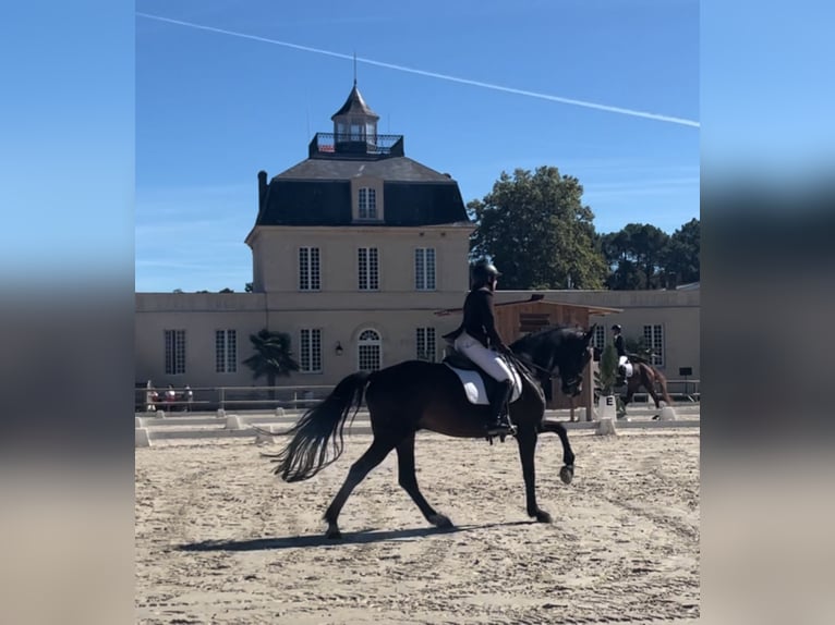 Selle Français Gelding 13 years 17 hh Bay-Dark in Andernos-les-Bains