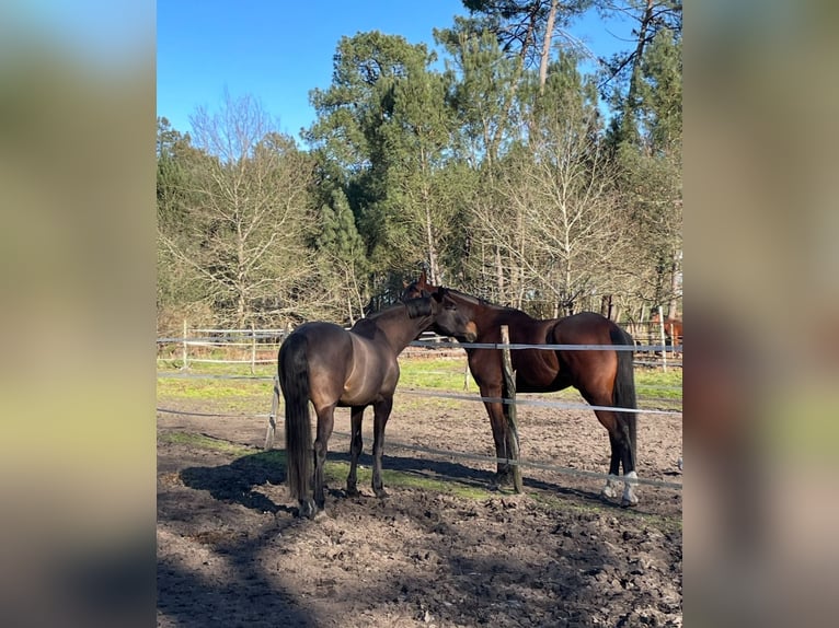 Selle Français Gelding 13 years 17 hh Bay-Dark in Andernos-les-Bains