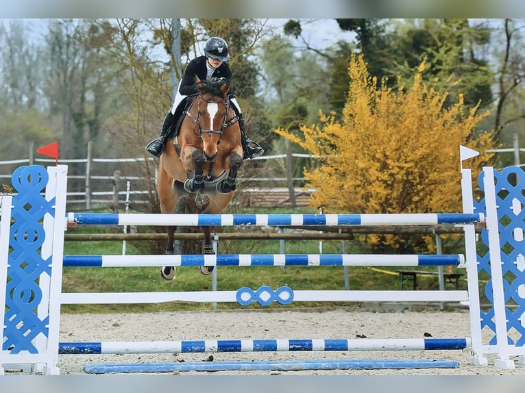 Selle Français Gelding 13 years 17 hh Brown in Langensoultzbach